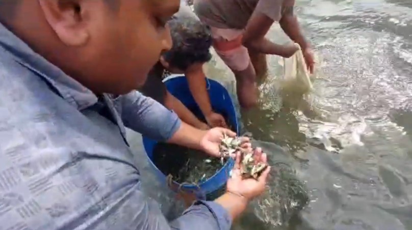 কচুয়ায় রেড রিলেশন যুব সমাজকল্যান সংস্থার উদ্যোগে পোনামাছ অবমুক্তকরণ